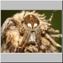 Agalenatea redii - Koerbchenspinne w01 jung 7mm.jpg